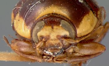 Media type: image; Entomology 9257   Aspect: head frontal view